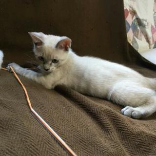 シャムっぽい仔猫の里親さん募集します