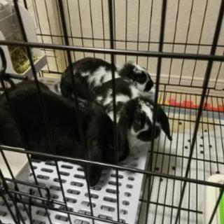 2匹の里親候補の方が決まりそうですので受付を停止させて頂きます‼...