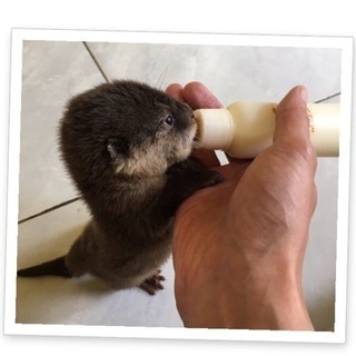 【締切間近!!】【残り、3名】カワウソカフェ行きませう。