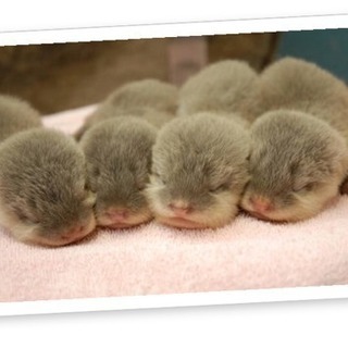 【締切間近!!】【残り、3名】カワウソカフェ行きませう。 - 市川市