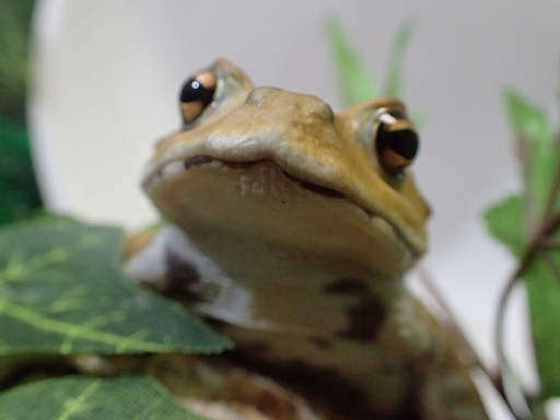 黄色がかったヒキガエル君