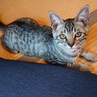 捨て猫ちゃんʕ•ٹ•ʔつらいおもいをしました。(;_;