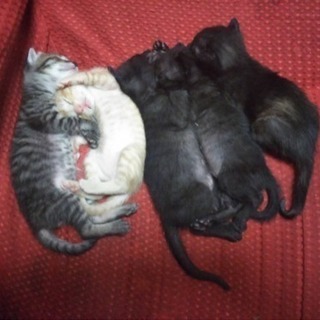 生後約3週間の子猫☆