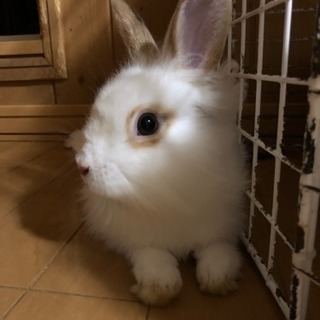 うさぎ♂4ヶ月の里親様募集