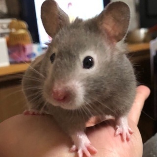 ゴールデンハムスター