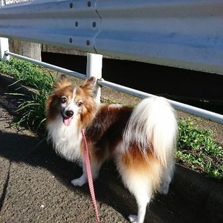 抱っこ大好き、可愛いパピヨン　たくさんのご応募ありがとうございました。里親様、決定しました。 - 相模原市