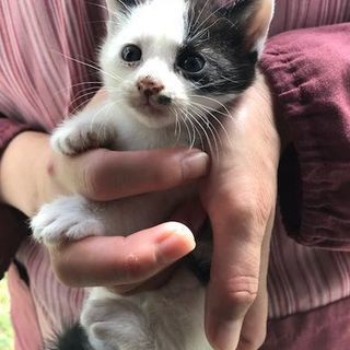仔猫　里親さま　募集