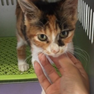 8/29期限 保健所収容の三毛ちゃん、兄弟は貰われ独りぼっちに