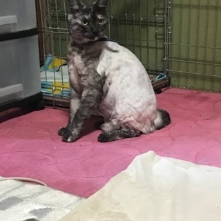 猫♂猫♀里親募集