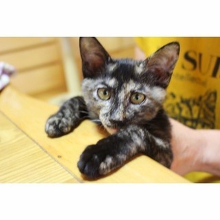 三角眉とパッツン髪の人面猫、抱っこ大好きな優しいさび猫です。