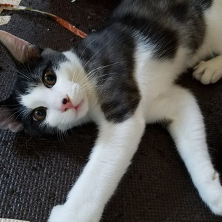 白黒の　綺麗な子猫ちゃんです