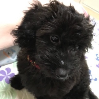 生後７ヶ月の男の子のワンちゃんです。 - 犬