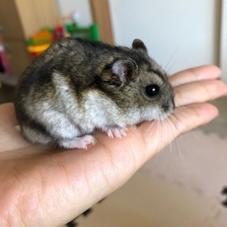 ハムスターオス里親募集