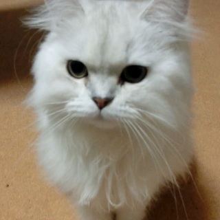 ペット好きの友達募集です♪
