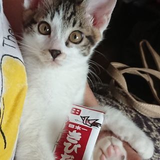生後3ヶ月の男の子の里親様を募集しています。