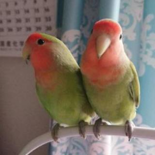 コザクラインコペア の画像