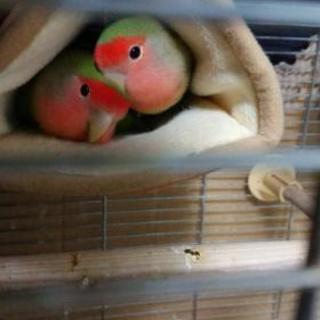 コザクラインコペア  - その他