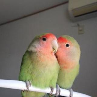 コザクラインコペア  - 横浜市