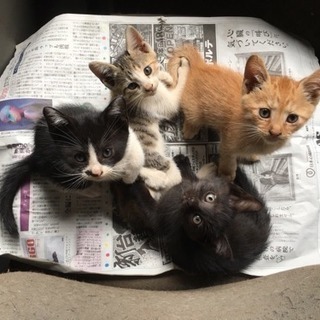 子猫を貰って頂ける方を探しています！
