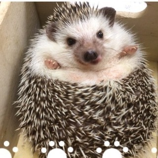 【締切間近!!】【残り、3名】カワウソカフェ行きませう。 - その他