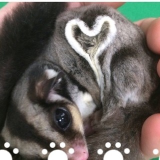 【締切間近!!】【残り、3名】カワウソカフェ行きませう。 - メンバー募集