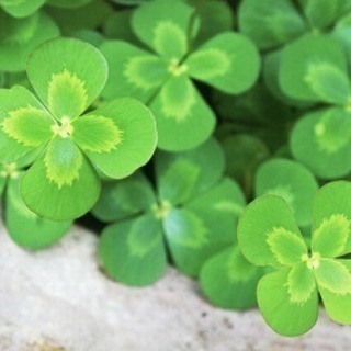🍀きょうだい児の方🍀お話ししませんか？