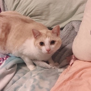 里親探しています。雑種のオス猫5才