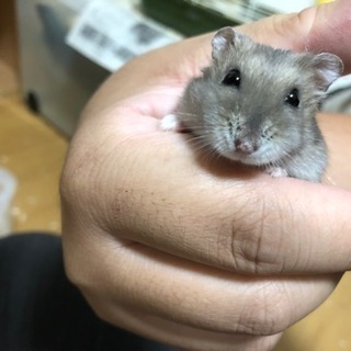 ハムスター里親募集