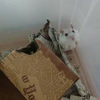 ハムスター里親募集