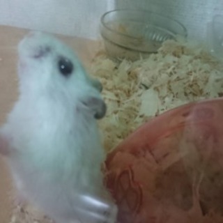 ハムスター里親募集