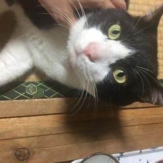 ハチワレ 雄 2歳くらい