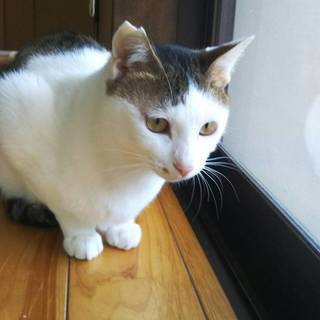 穏やかな子です。里親さん募集中。