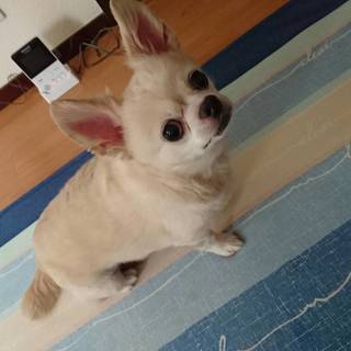 チワワ♂　里親を募集します