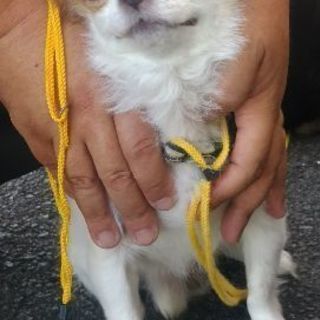 高齢犬になりますが元気でお茶目なチワワです