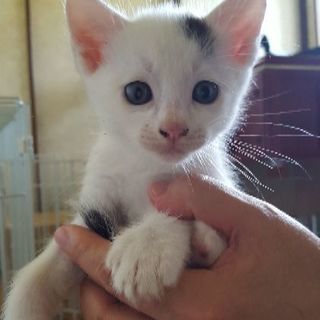 可愛い子猫差し上げます！