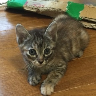 超絶可愛らしい子猫　さとりちゃん