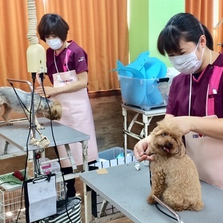 トリマーライセンス・ドッグトレーナーライセンスの取得コースは１０月生・４月生で募集！神戸愛犬美容専門学院姫路校・神戸校（垂水）の画像