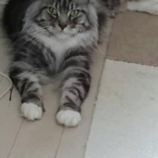 急募猫の里親募集