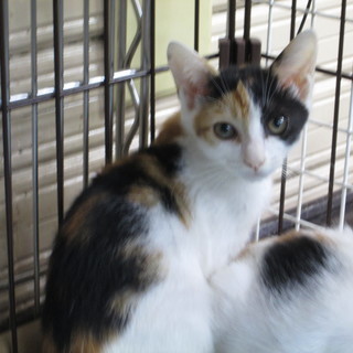 子猫（ミケの女の子）2