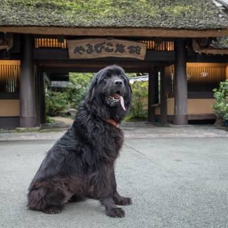 WEB面接OK! フロント、仲居さん募集！雄大な自然に囲まれた癒しのお宿です。【給与は最低保証給です】の画像