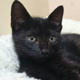生後３ヶ月 黒猫男の子  初期医療済