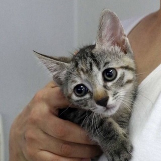 超絶可愛い子猫　おとりちゃん