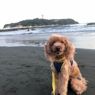 独身で愛犬と暮らしてる人同士、助け合えるコミュニティ作りませんか？