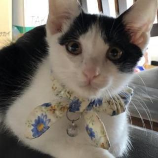 里親様決定しました。(=^ェ^=)