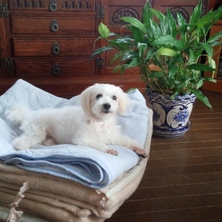 緊急募集　行政へ持ち込みのマルチーズ　殺処分寸前の所保護　人も犬も大好きです　とてもいい子です。 − 兵庫県
