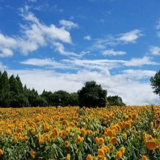 末長くお付き合いが出来る家族ぐるみのお友達(๑ºั╰╯ºั๑)♡ - メンバー募集