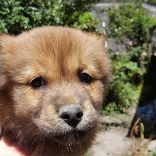 紀州犬系 雑種 茶 メス 生後２ヶ月の子犬です。