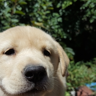 紀州犬系 雑種 白 メス 生後２ヶ月の子犬です。
