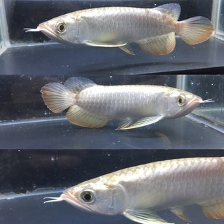 古代魚多数🐟AQUASHOP流星