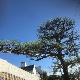 植木一本からお庭の手入れ剪定。遠方可。見積り無料。ご予算に応じた価格で出来る限りさせていただきます❗️ 京都府 大阪府 滋賀県 奈良県 愛知県 他、遠方でもお伺い致します。造園業。植木屋。木切る 伐採 宇治市 防草シート TEL09065509239 - その他